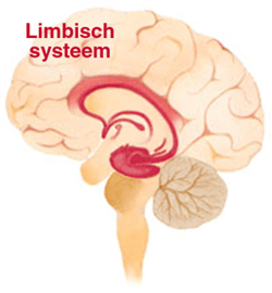 Het-limbisch-systeem-dat-midden-in-het-brein-ligt