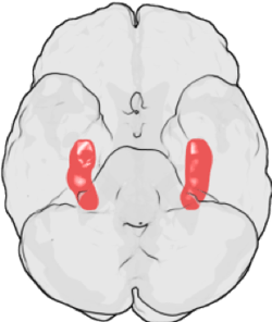 Hippocampus-in-het-brein-helpt-bij-het-opslaan-van-informatie