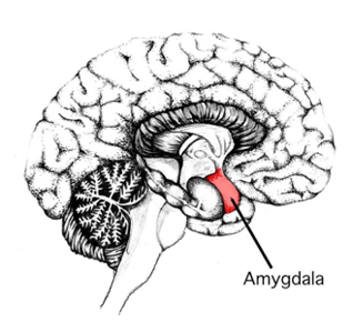 De-amygdala-helpt-bij-emotionele-processen