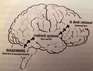 Regulatie-van-het-limbisch-systeem